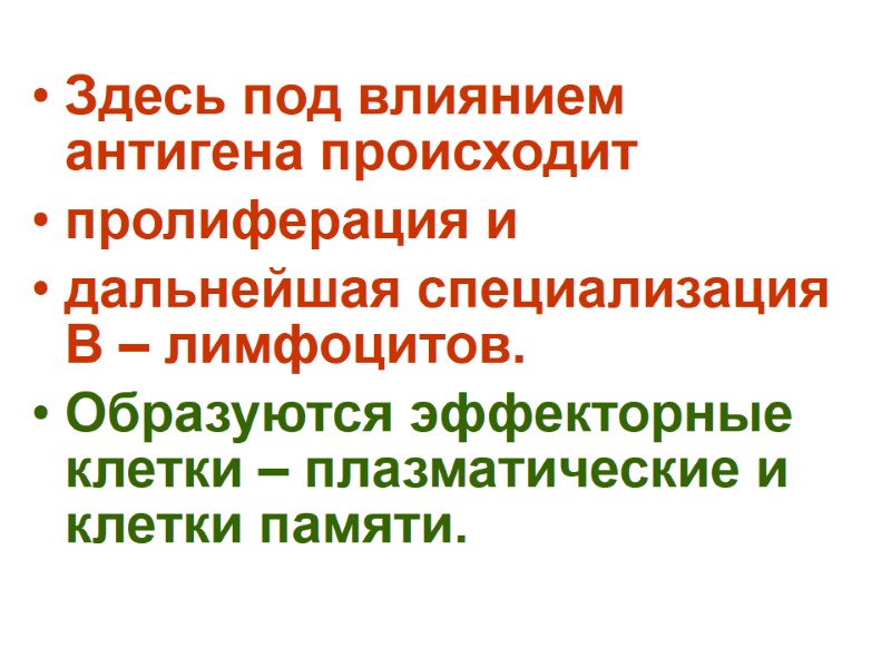 Здесь под влиянием антигена происходит пролиферация и дальнейшая специализация В – лимфоцитов.  Образуются